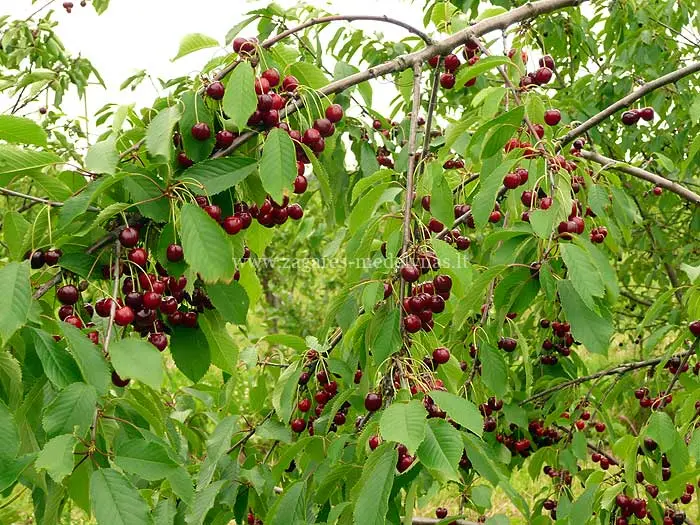 Sweet cherry Leningradskaya black