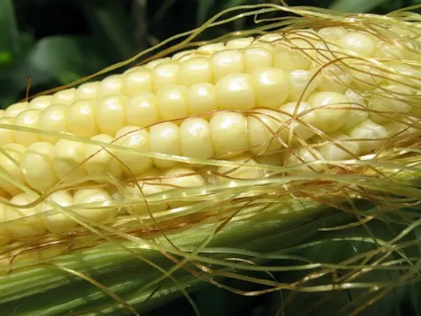 Sweet corn: tips for growing and harvesting