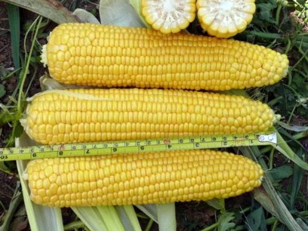 Sweet corn: tips for growing and harvesting