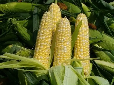 Sweet corn: tips for growing and harvesting