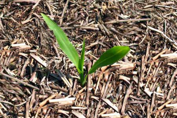 Sweet corn: tips for growing and harvesting