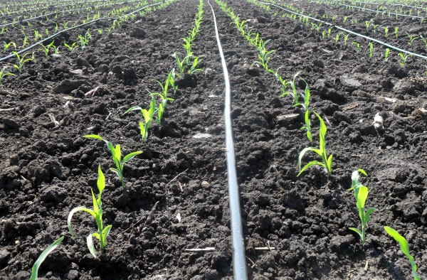 Sweet corn: tips for growing and harvesting