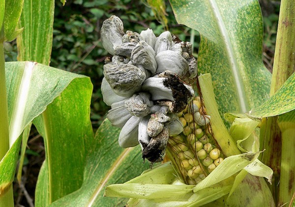 Sweet corn: tips for growing and harvesting