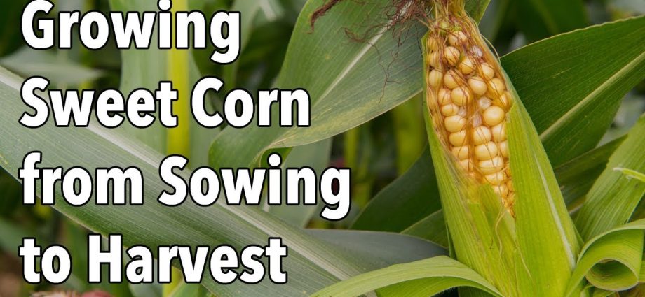 Sweet corn: tips for growing and harvesting