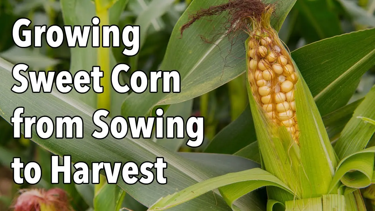 Sweet corn: tips for growing and harvesting