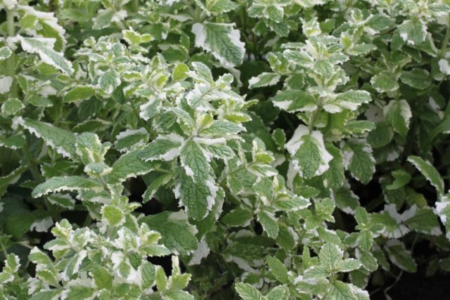 Sweet mint Variegata (Variegatta): description, reviews, photos