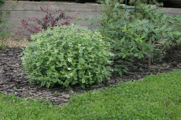 Sweet mint Variegata (Variegatta): description, reviews, photos