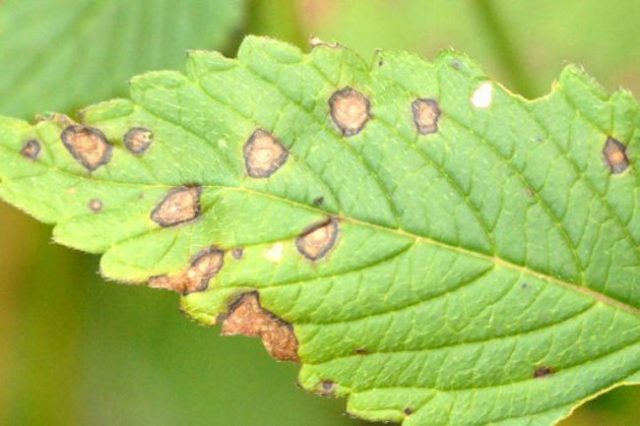 Sweet mint Variegata (Variegatta): description, reviews, photos