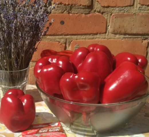 Sweet pepper Big Boy: variety description, photo, reviews, yield