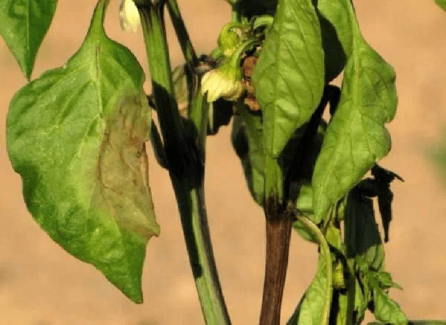 Sweet pepper Big Boy: variety description, photo, reviews, yield