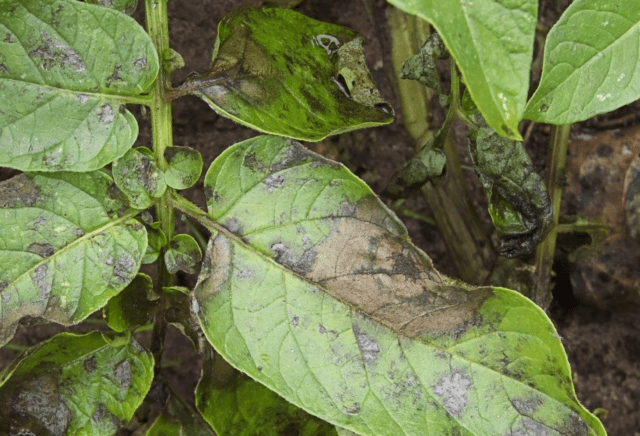 Sweet pepper Big Boy: variety description, photo, reviews, yield