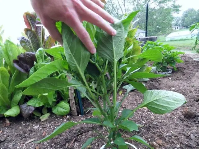 Sweet pepper dressing