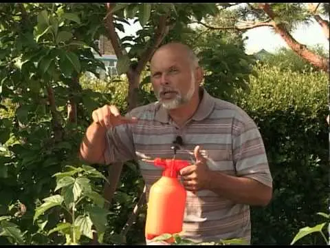 Sweet pepper dressing