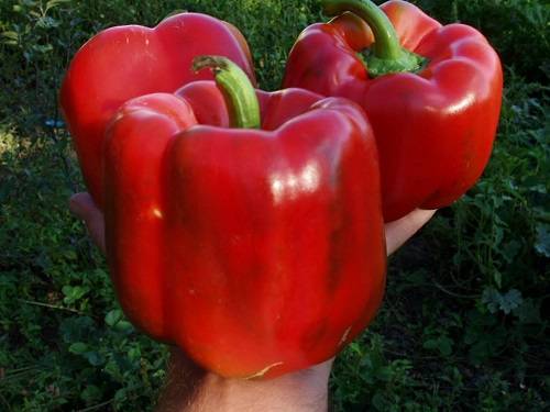 Sweet Pepper Hercules F1