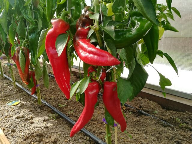 Sweet pepper Lasanta F1: characteristics and description of the variety, photos, reviews