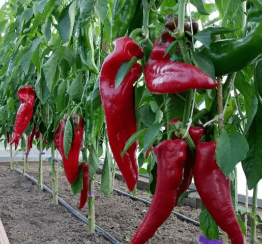 Sweet pepper Lasanta F1: characteristics and description of the variety, photos, reviews