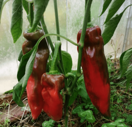 Sweet pepper Lasanta F1: characteristics and description of the variety, photos, reviews