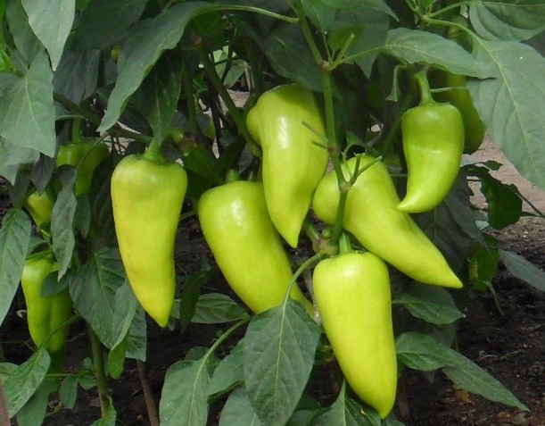 Sweet pepper Merchant: description and characteristics of the variety, photos, reviews, when to sow seedlings