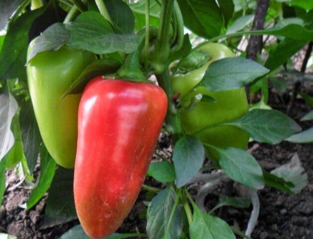 Sweet pepper Merchant: description and characteristics of the variety, photos, reviews, when to sow seedlings