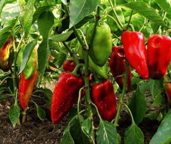 Sweet pepper Merchant: description and characteristics of the variety, photos, reviews, when to sow seedlings