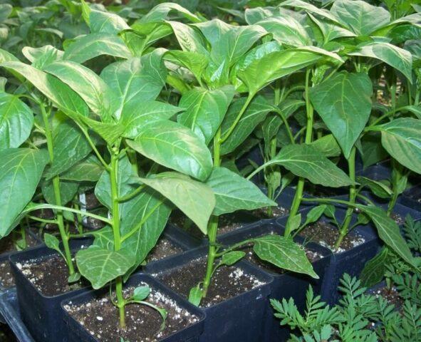 Sweet pepper Merchant: description and characteristics of the variety, photos, reviews, when to sow seedlings