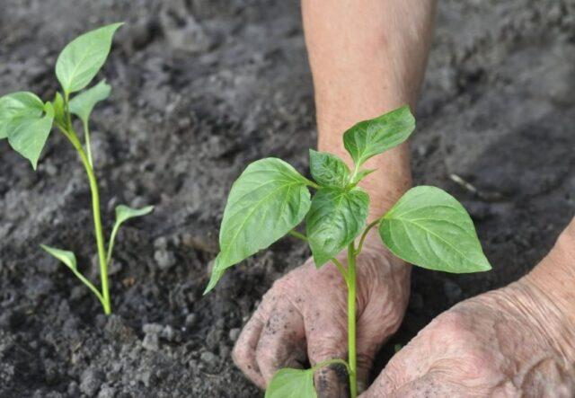 Sweet pepper Merchant: description and characteristics of the variety, photos, reviews, when to sow seedlings