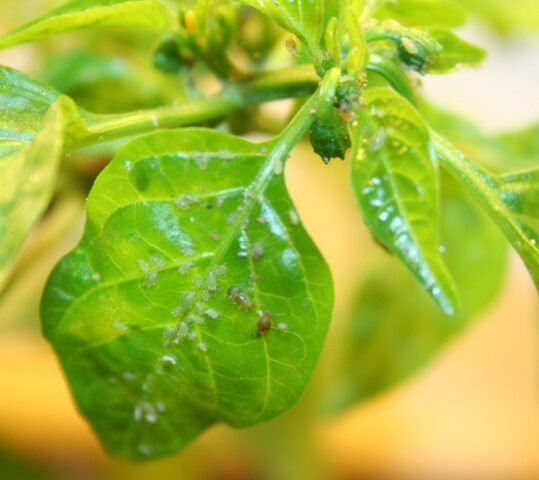 Sweet pepper Merchant: description and characteristics of the variety, photos, reviews, when to sow seedlings