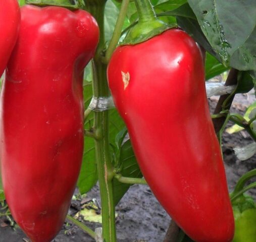 Sweet pepper Morozko: characteristics and description of the variety, photo, reviews, yield