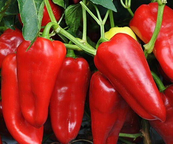 Sweet pepper Morozko: characteristics and description of the variety, photo, reviews, yield