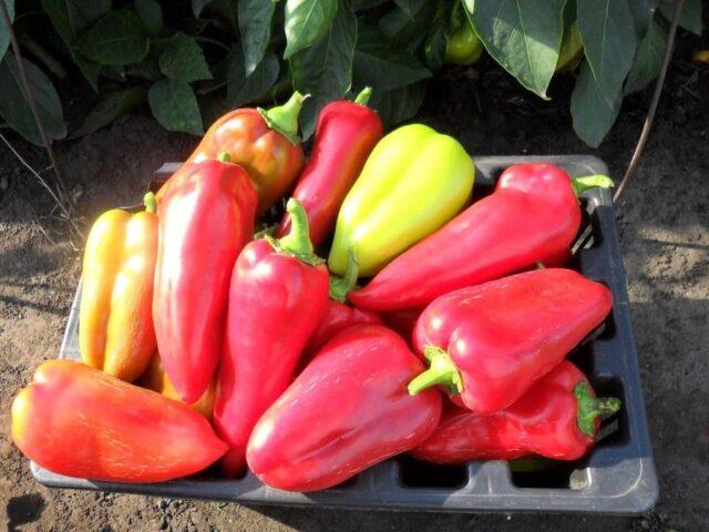 Sweet pepper Morozko: characteristics and description of the variety, photo, reviews, yield