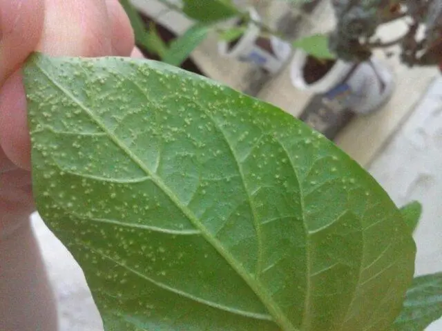 Sweet pepper pests in the greenhouse: fighting them, photo