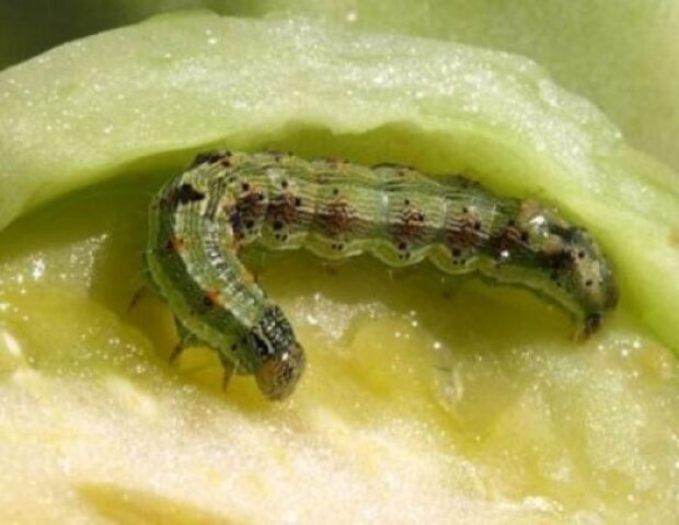 Sweet pepper pests in the greenhouse: fighting them, photo