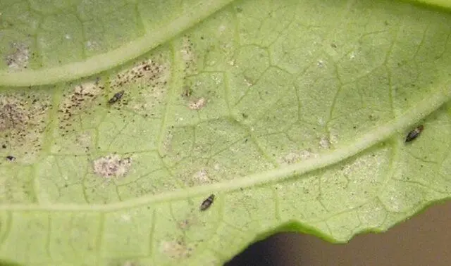 Sweet pepper pests in the greenhouse: fighting them, photo