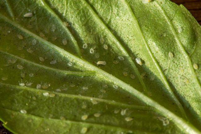 Sweet pepper pests in the greenhouse: fighting them, photo