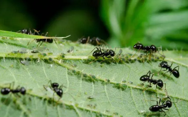 Sweet pepper pests in the greenhouse: fighting them, photo