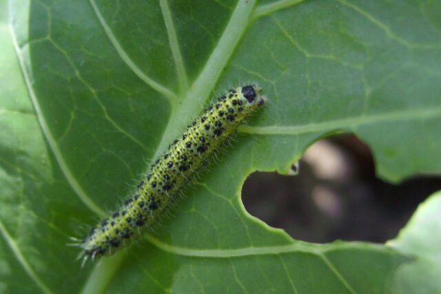 Sweet pepper pests in the greenhouse: fighting them, photo