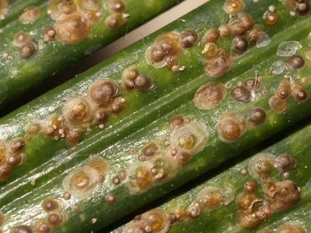 Sweet pepper pests in the greenhouse: fighting them, photo