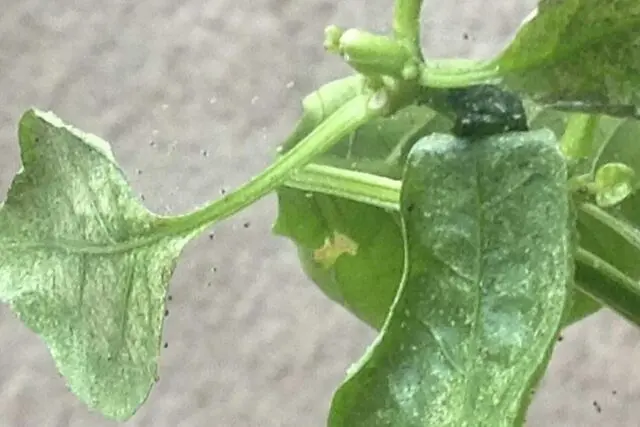 Sweet pepper pests in the greenhouse: fighting them, photo