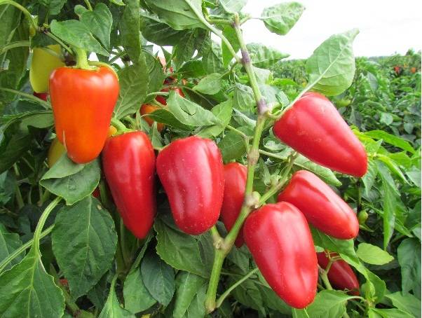 Sweet pepper: seeds of the best varieties