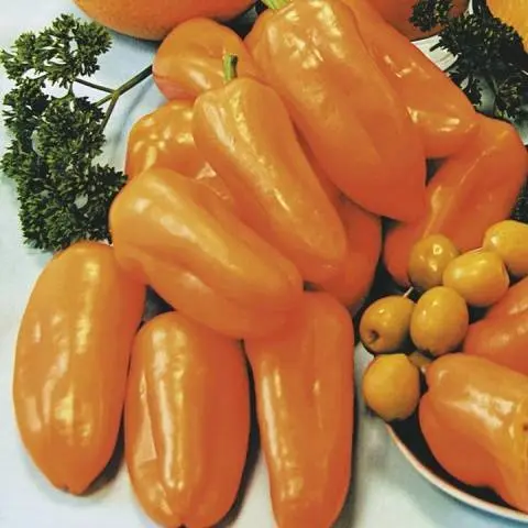 Sweet pepper: seeds of the best varieties