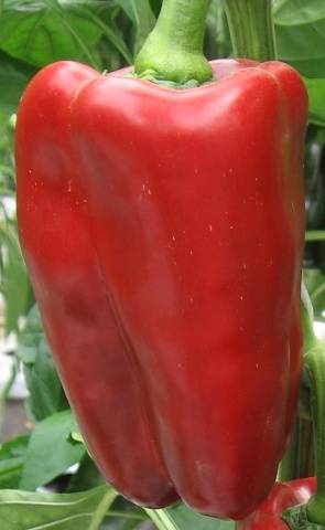 Sweet pepper: seeds of the best varieties