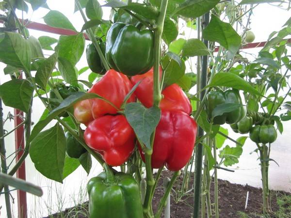 Sweet pepper: seeds of the best varieties