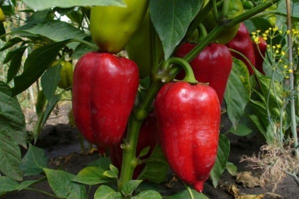 Sweet pepper varieties for open ground and greenhouses: characteristics and reviews, choosing the right ones