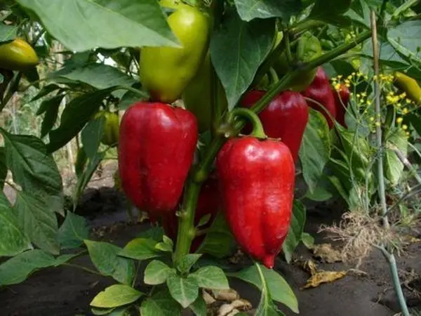 Sweet pepper varieties for open ground and greenhouses: characteristics and reviews, choosing the right ones