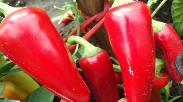 Sweet pepper varieties for open ground and greenhouses: characteristics and reviews, choosing the right ones