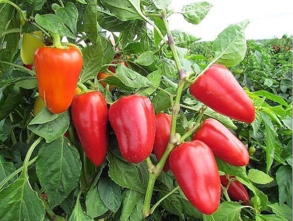 Sweet pepper varieties for open ground and greenhouses: characteristics and reviews, choosing the right ones