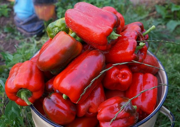 Sweet pepper varieties for open ground and greenhouses: characteristics and reviews, choosing the right ones