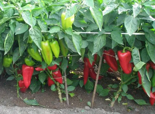 Sweet pepper varieties for open ground and greenhouses: characteristics and reviews, choosing the right ones