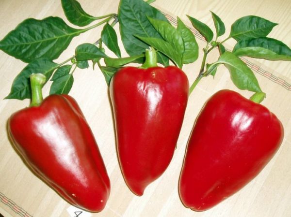 Sweet pepper varieties for open ground and greenhouses: characteristics and reviews, choosing the right ones