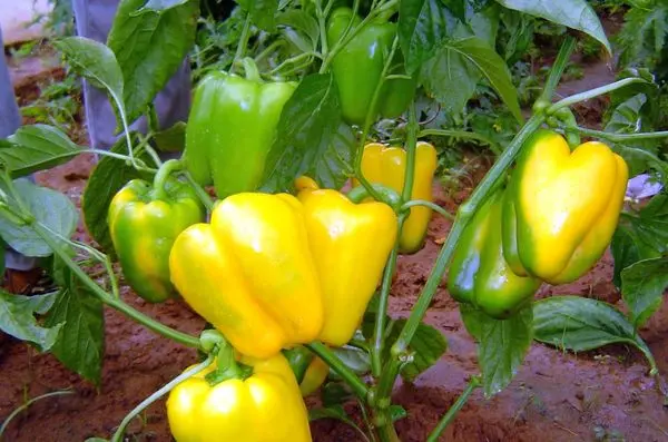 Sweet pepper varieties for open ground and greenhouses: characteristics and reviews, choosing the right ones